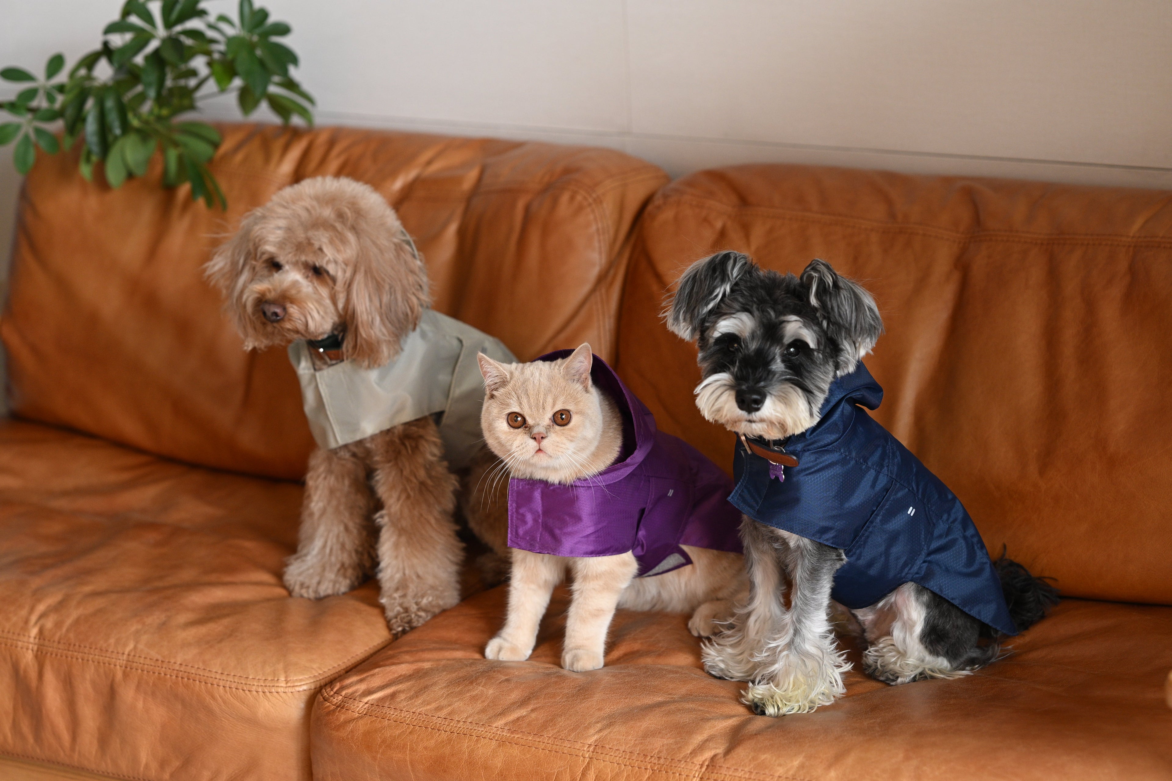 Capsule Raincoat - Purple