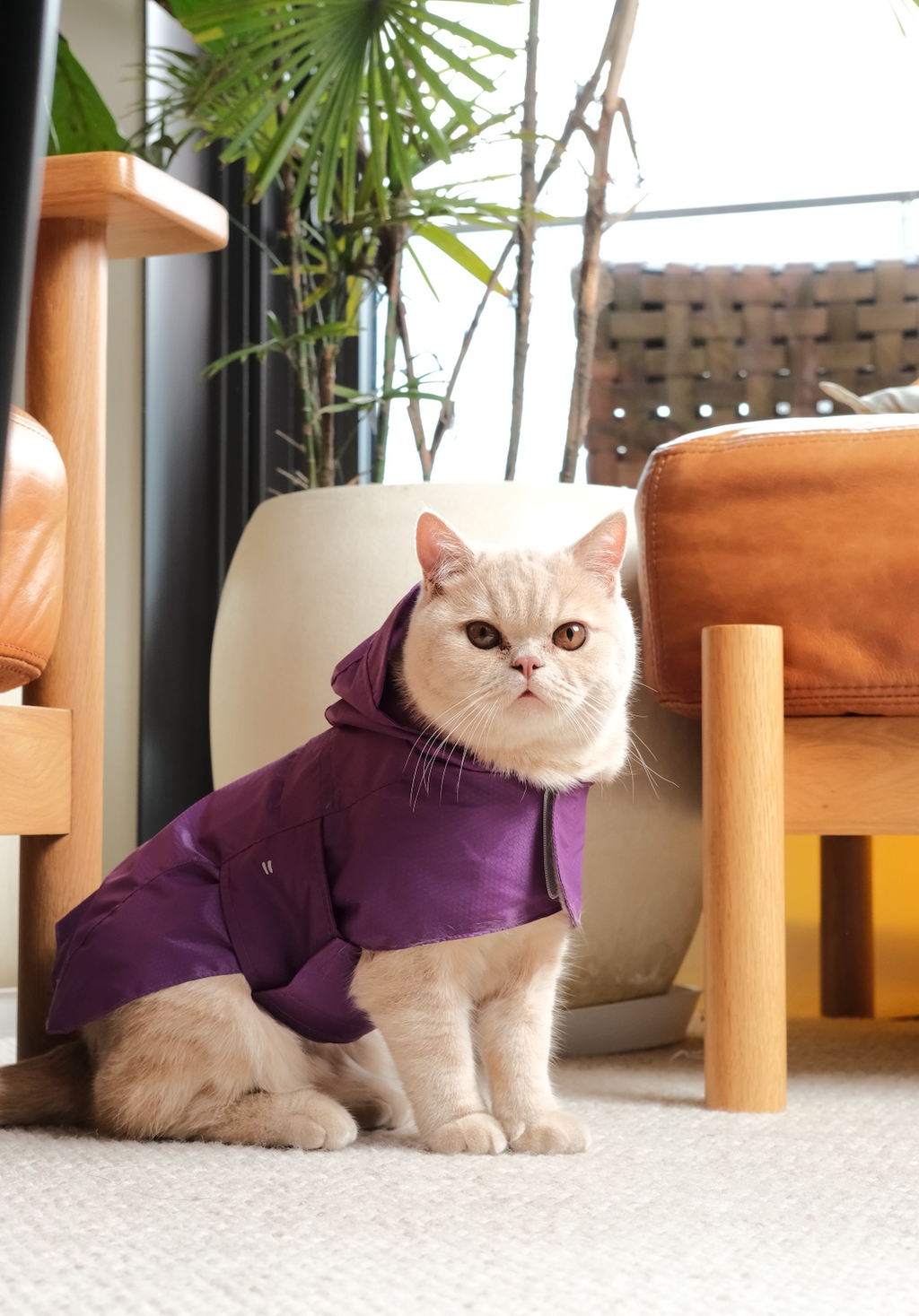 Capsule Raincoat - Purple