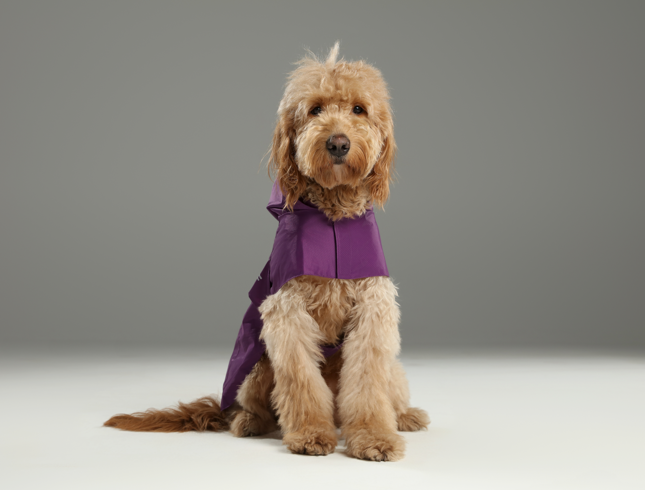 Capsule Raincoat - Purple